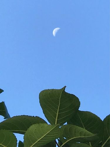 2018年9月4日,保定天晴日朗,日月同輝,上午八時拍攝于軍校廣場.