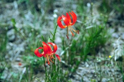 扎魯特山地草原風(fēng)光---莎日朗花