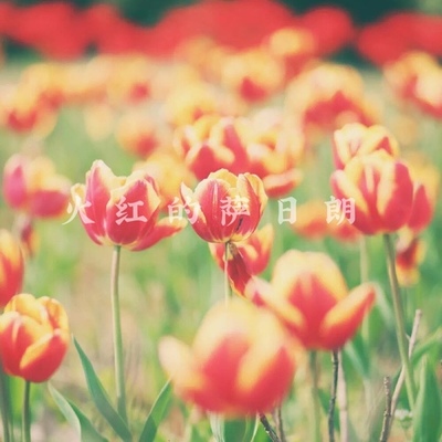 火紅的薩日朗 Ver.2-景向誰依