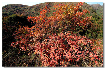 秋染萬政·丹江太極峽 紅葉浪漫醉游人