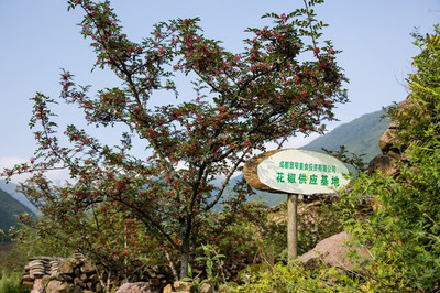 我在漢源采花椒