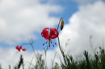 扎魯特山地草原風(fēng)光---莎日朗花